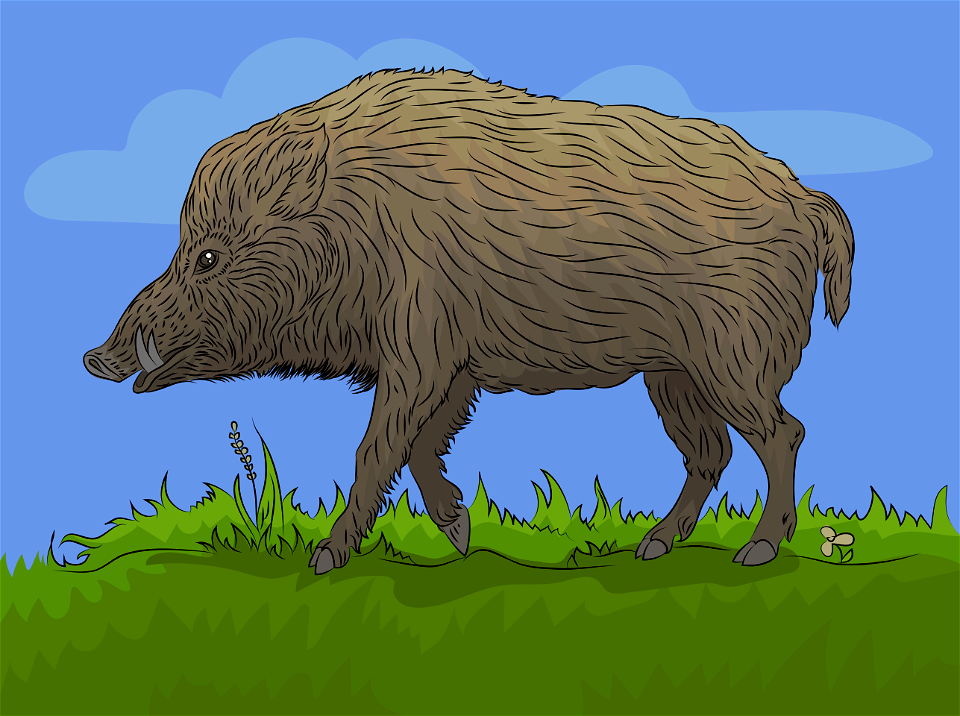 Wild boar