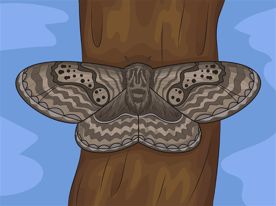 Brahmeid moth
