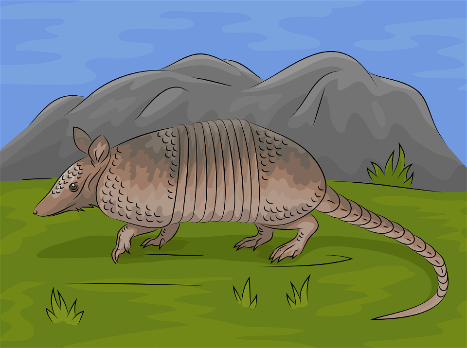 Nine banded armadillo