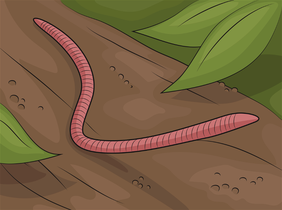 Red wiggler worm