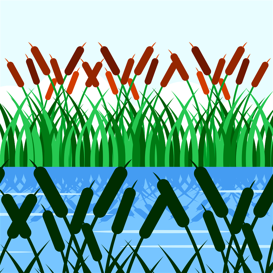 Plant bulrush