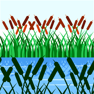 Plant bulrush