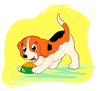 Beagle Puppy