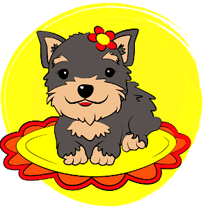Morkie Puppy