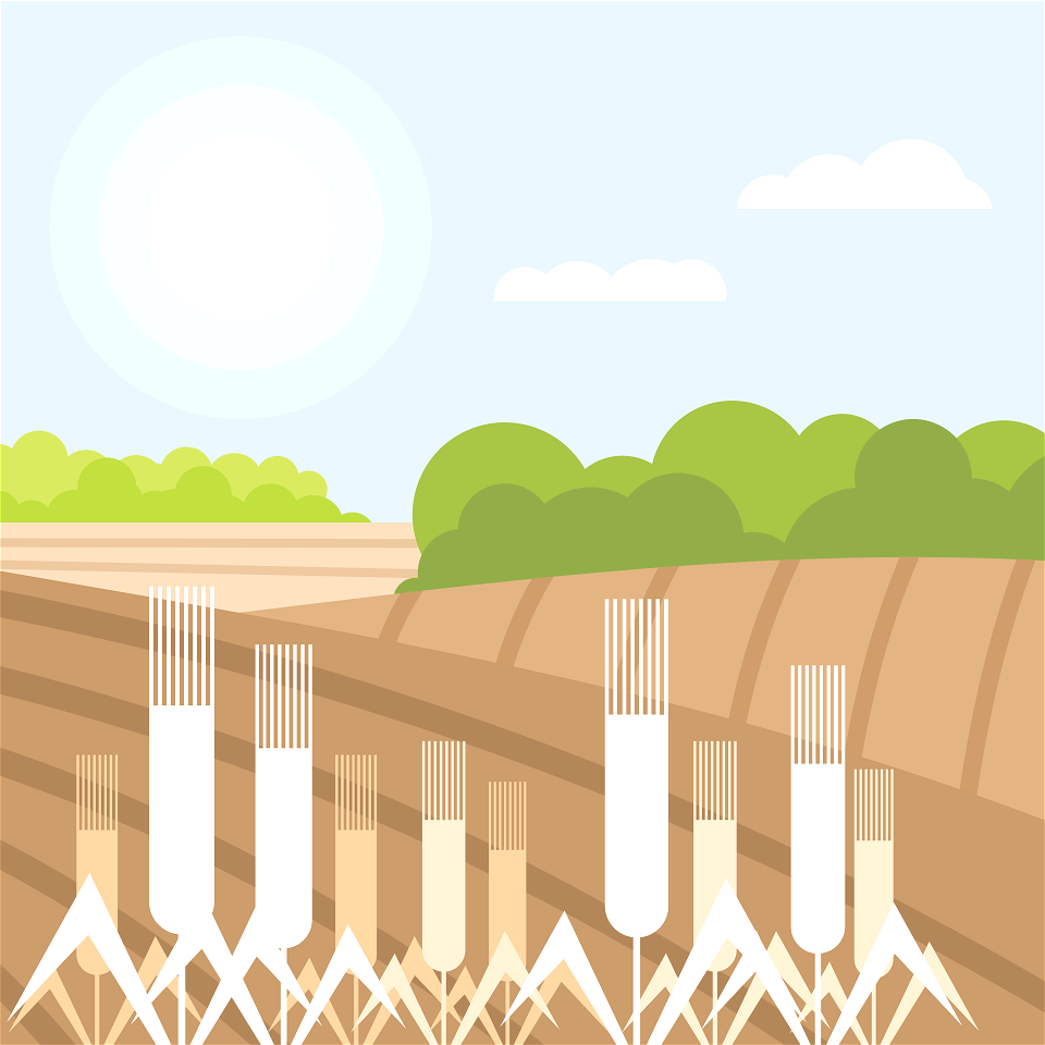 Wheat Fields