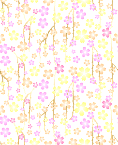 Cherry blossoms