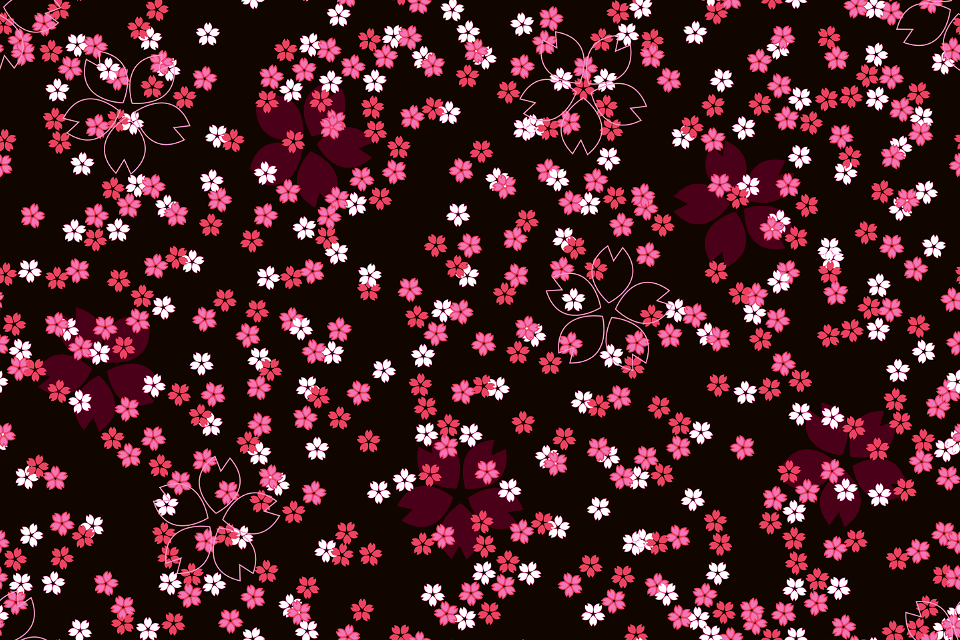 Cherry blossoms