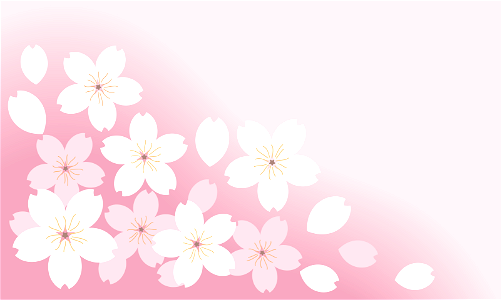 Cherry blossoms