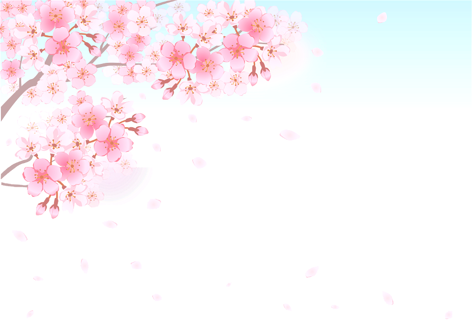 Cherry blossoms