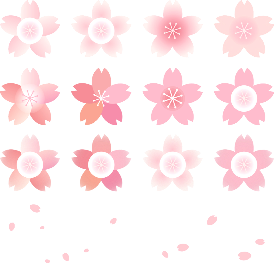 Cherry blossoms