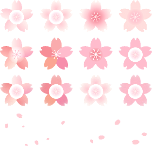 Cherry blossoms