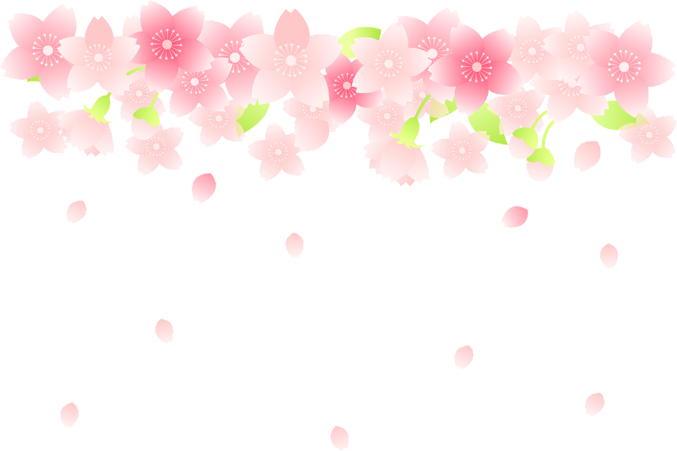 Cherry blossoms