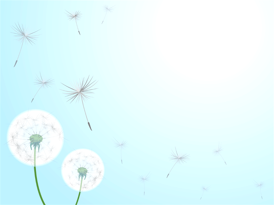 Dandelion background