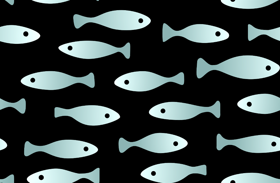 Fish background