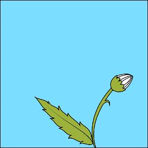 Flower background