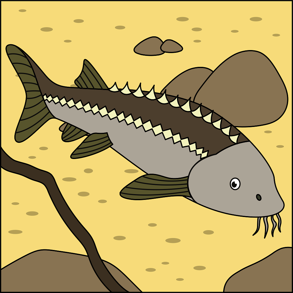 Beluga