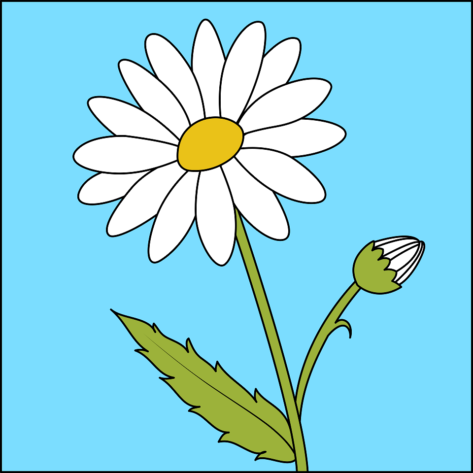 Daisy