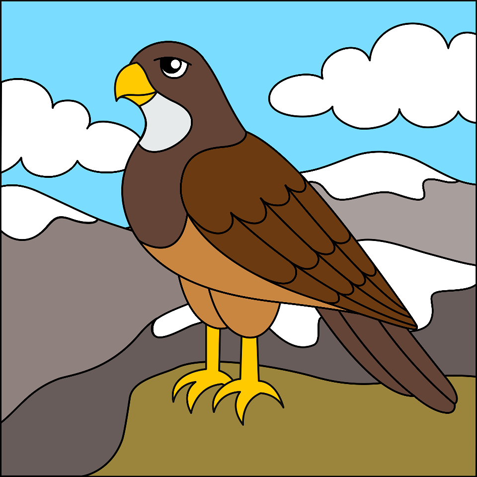 Hawk