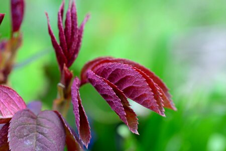 Plant natural botanical