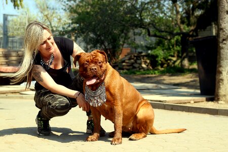 Dog beast french mastiff photo