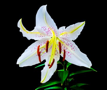 Flower white purple dots