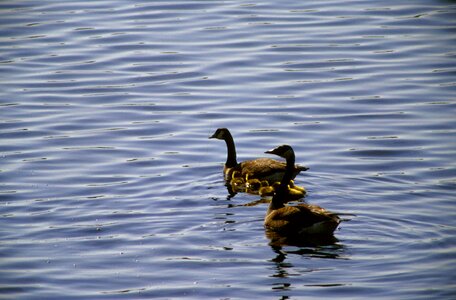Canada couple geese