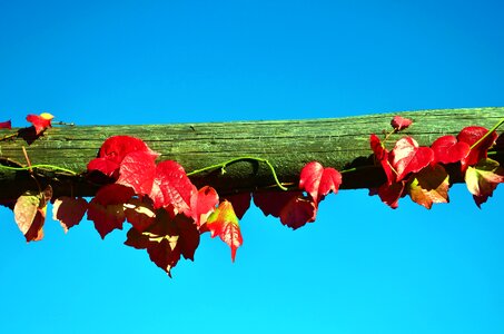 Blue Sky branch yellow leaves photo