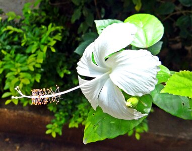 India floral plant