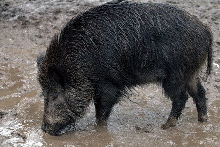 Wild boars forest wild boar