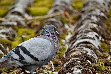 Lichen moss pigeon photo