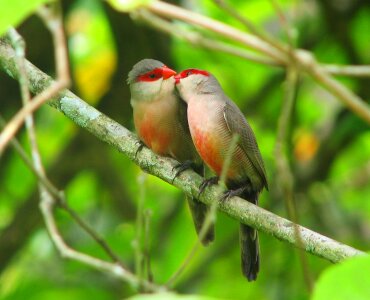 Birds birds kissing courtship