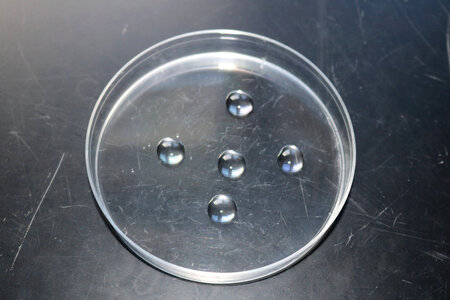 Subsamples on a dry Petri dish