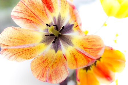 Nature flowers spring