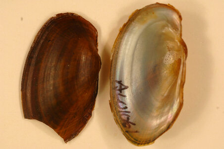 Hamiota australis-1