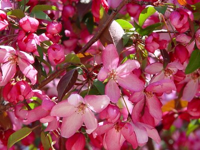 Spring pink apple blossom photo