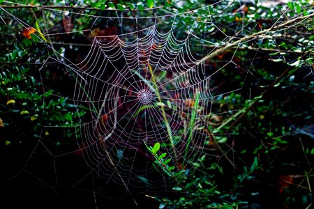 Orb web spider gloomy photo
