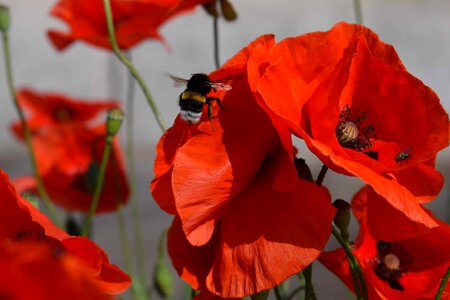 Animal arthropod beautiful flowers