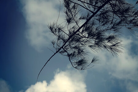 Cloud and tree photo