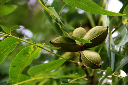 Grove leaves organic