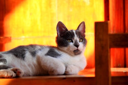 Siamese kitten cat wood