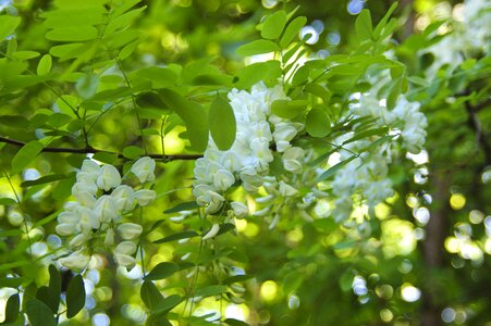 Flowers white plant