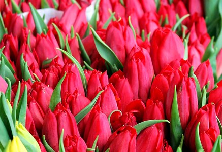 Beautiful Flowers bloom blooming