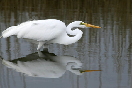 Great Egret standing motionless in the water photo