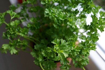 Kitchen plant spice