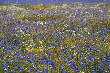 Beautiful Flowers blooming blossom