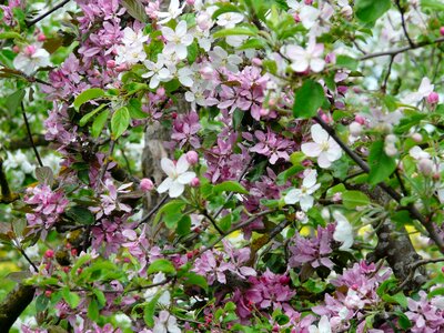 Bloom apple tree white photo