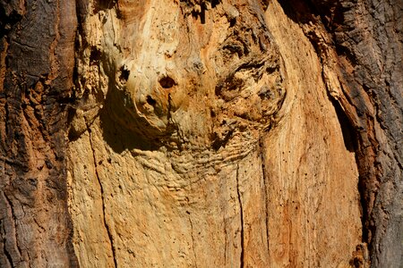 Nature structure grain