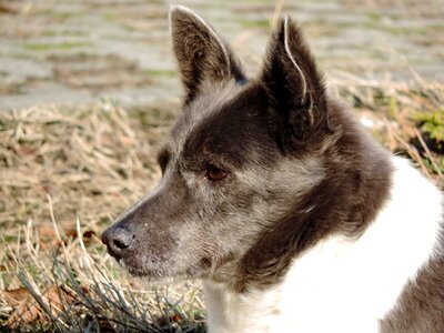 Dog cardigan shepherd dog photo