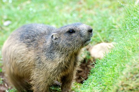 Alpine marmot rodent mountain meadow