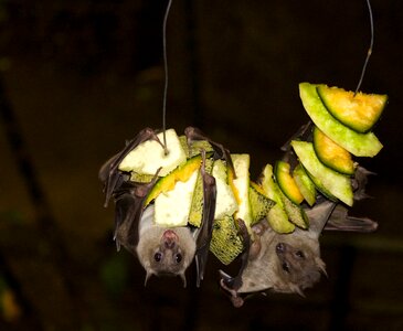 Jungle nocturnal black fruits
